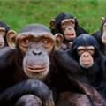 La paternit rende pi intelligenti: scimmie con pi neuroni da quando sono pap