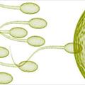 Arriva il Pillolo: dal 2012 un inibitore della mobilit degli spermatozoi